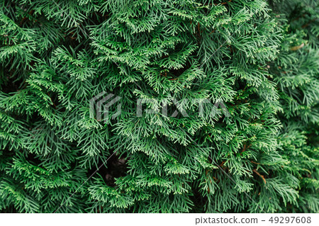 Background of green thuja branches, natural green Background of green thuja branches, natural green 49297608