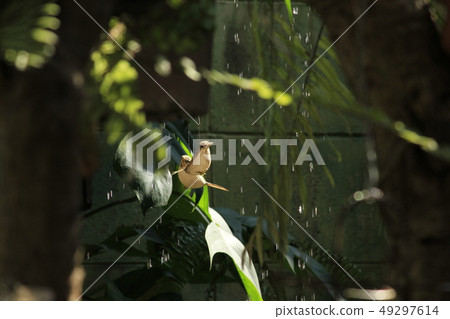 birds are hanging 49297614