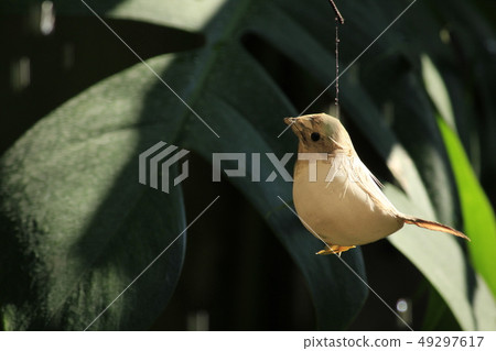 birds are hanging birds are hanging 49297617