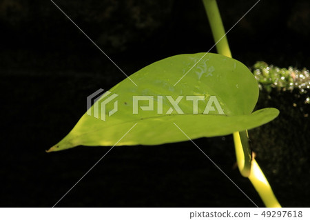 leaf sun is shining. leaf sun is shining. 49297618