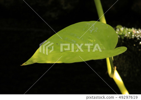 leaf sun is shining. leaf sun is shining. 49297619