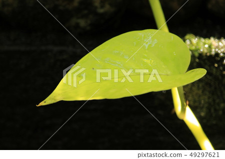 leaf sun is shining. leaf sun is shining. 49297621