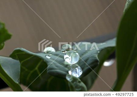 Water droplets on a leaf kale Water droplets on a leaf kale 49297725