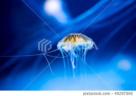 Beautiful jellyfish in the blue ocean Beautiful jellyfish in the blue ocean 49297800