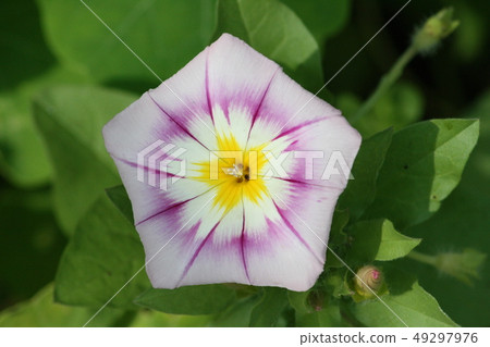 Convolvulus tricolor) pink, white, yellow 49297976