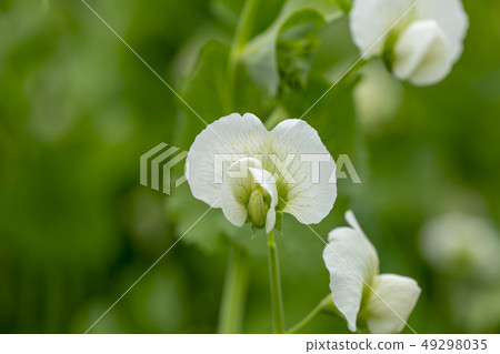 豌豆花 豌豆花 49298035