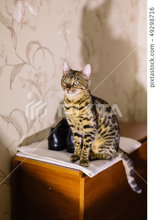 Beautiful homeless cat sitting on the bedside Beautiful homeless cat sitting on the bedside 49298716