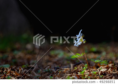 Corydalis cava, violet spring flowers 49298851