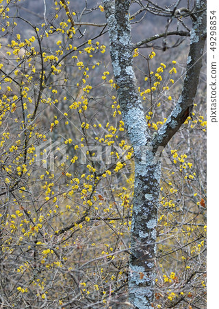 yellow spring tree 49298854