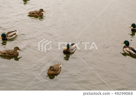 Wild ducks on the lake in autumn weather. 49299068