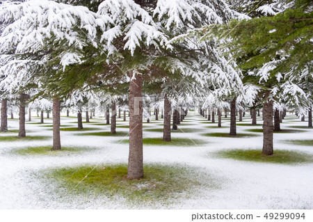 snow on trees 49299094