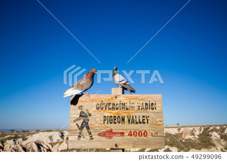 Pigeon Valley viewpoint which can be seen Route 49299096