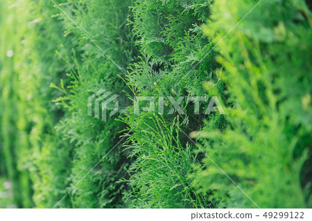 Background of green thuja branches, natural green Background of green thuja branches, natural green 49299122