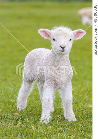 a very young, small lamb 49300036