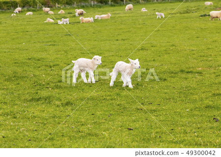 two lambs in a meadow 49300042