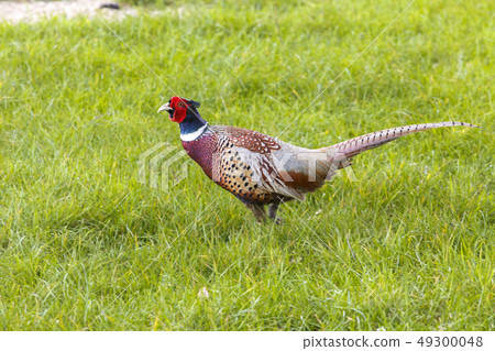 Common pheasant male Phasianus colchius Common pheasant male Phasianus colchius 49300048