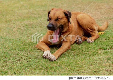 Cute dog in a various posture Cute dog in a various posture 49300769
