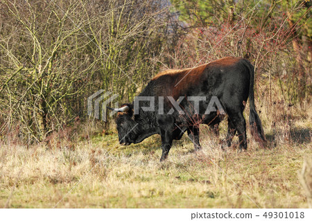 Aurochs Tauros - Bos primigenius 49301018