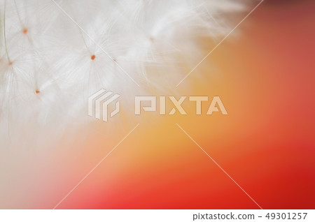 Close up of Dandelion seeds over blurry background Close up of Dandelion seeds over blurry background 49301257