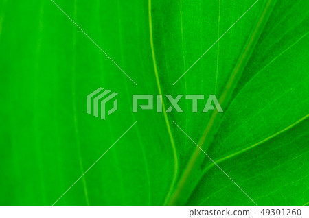 Close up of green leaf for background. Close up of green leaf for background. 49301260