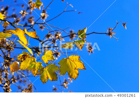 Yellow fall maple leafs over the blue sky. Yellow fall maple leafs over the blue sky. 49301261