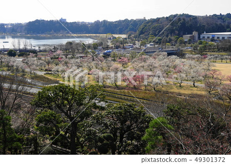 三月美圖48梅花和Kobunshi前景和梅花和天堂的天堂 49301372