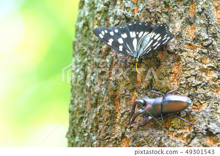 Anemone butterfly and sawtooth stag Anemone butterfly and sawtooth stag 49301543