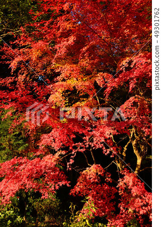 Autumn leaves of Ori Omi 49301762