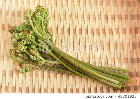 Warabi bracken warabi 49301925