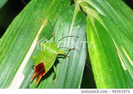 Scissors stink bug (male) Scissors stink bug (male) 49301973