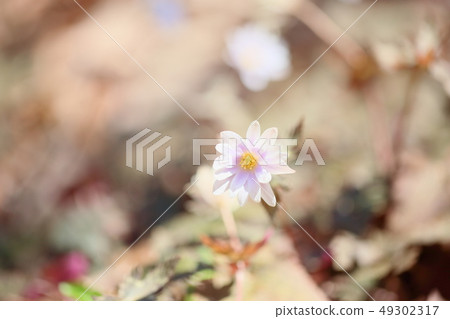 Snow throat flowers 49302317