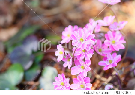 著名植物之花 49302362