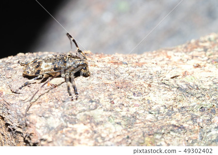 Naga Gomakokami 49302402