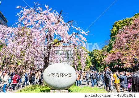 東京上野公園櫻花盛開 東京上野公園櫻花盛開 49302861