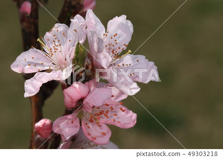 It is a natural plant peach, a flower. The color of the flower seems to be white to dark pink. Is this pink? 49303218