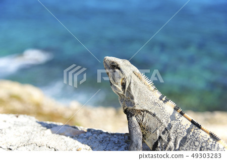 Iguana (Mexico) inhabiting around Cancun Isla Mujeres Punta Sur 49303283