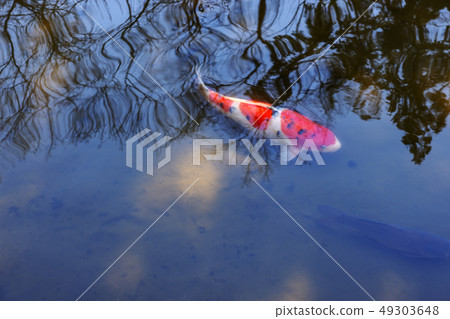 Ebisaka Horibata Z18 49303648