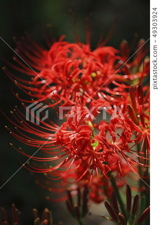 群集孤挺花花和芽 群集孤挺花花和芽 49303924