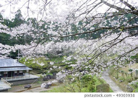 繡球花公園春天 繡球花公園春天 49303938