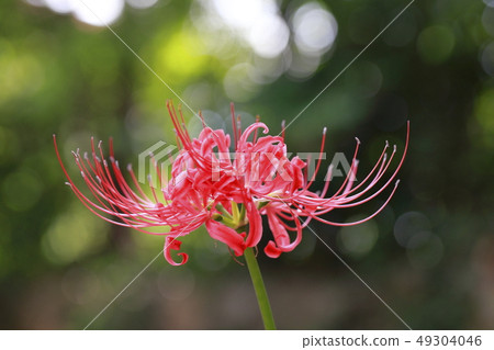Cluster amaryllis flowers and buds 49304046