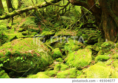 Yakushima Mosus Ghibli Forest Shiratani Unsuikyo 49304077