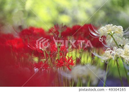 red and white spider lily 49304165