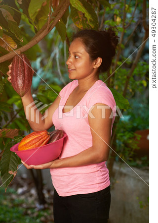 Young woman picking up raw cocoa pod Young woman picking up raw cocoa pod 49304287