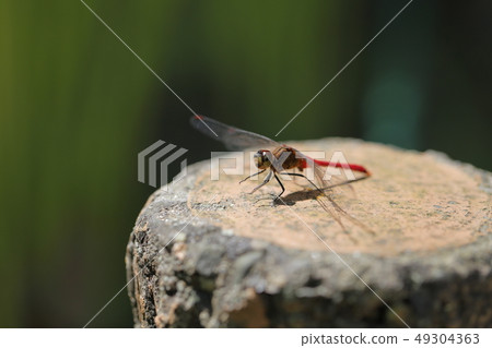 Red dragonfly autumn image Red dragonfly autumn image 49304363