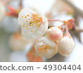 櫻花 49304404