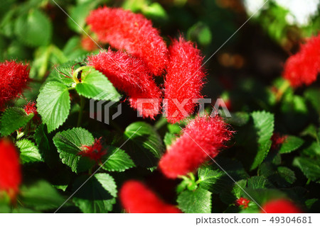 Cat's tail red flower Cat's tail red flower 49304681