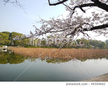 Boat pond walk / running cherry Boat pond walk / running cherry 49304682