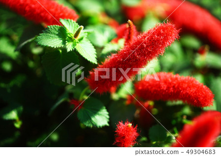 Cat's tail red flower Cat's tail red flower 49304683
