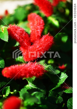 Cat's tail red flower Cat's tail red flower 49304684