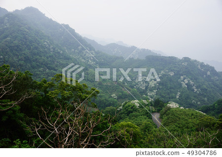 油桐花 油桐花 49304786